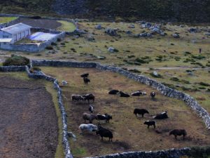 Yacks grazing in Dingboche