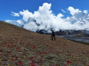 Alpine flower fields above Chukkung