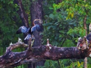 Darter oder Schlangenvogel, well hien am Waasser mam Kierper ënnert dem Waasser schwëmmt a just dee laangen Hals mam Schniewel erausluusst!